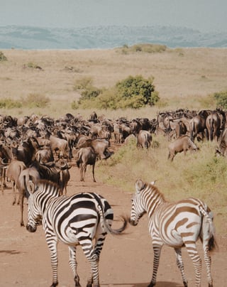 Reversing Biodiversity